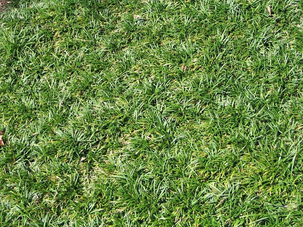 Dwarf Mondo Grass (Ophiopogon japonicus 'Nana')