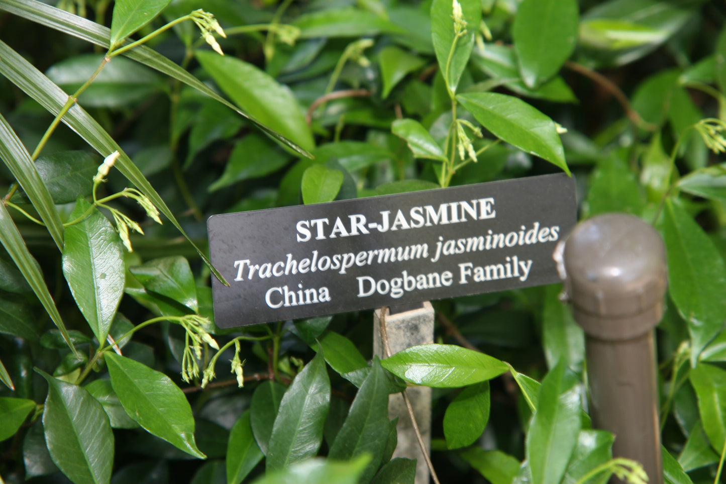 Confederate Jasmine (Trachelospermum jasminoides)