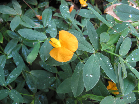 Perennial Peanut Golden Glory (Arachis glabrata)
