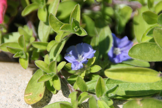 Blue Daze (Evolvulus glomeratus)