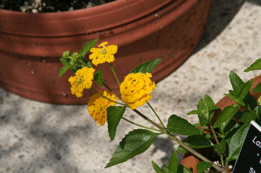 Lantana Gold (Lantana camara New Gold)