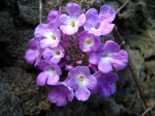 Lantana Purple (Lantana montevidensis)