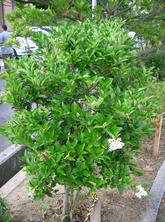 Japanese Privet (Ligustrum japonicum)