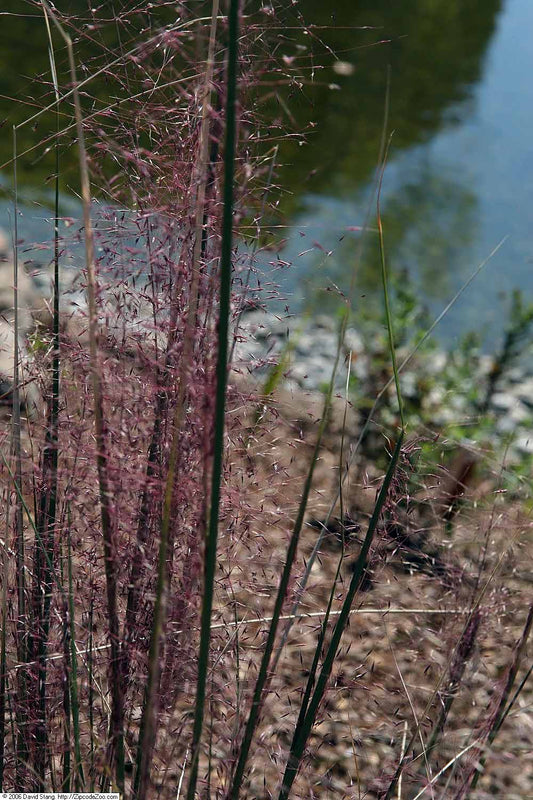 Pink Muhly Grass (Muhlenbergia capillaris)