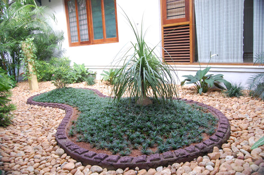 Mondo Grass (Ophiopogon japonicus)