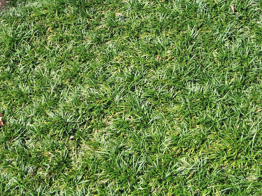 Dwarf Mondo Grass (Ophiopogon japonicus 'Nana')