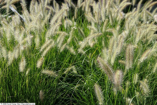 White Fountain Grass (Pennisetum alopecuroides White Tails)