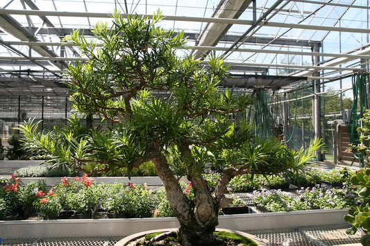 Podocarpus (Podocarpus macrophyllus)