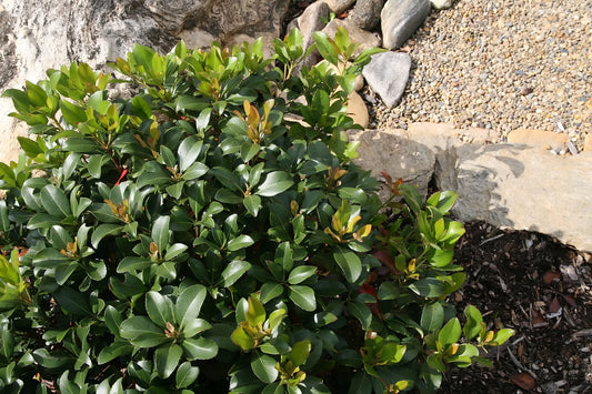 Indian Hawthorne White (Rhaphiolepis indica Alba)
