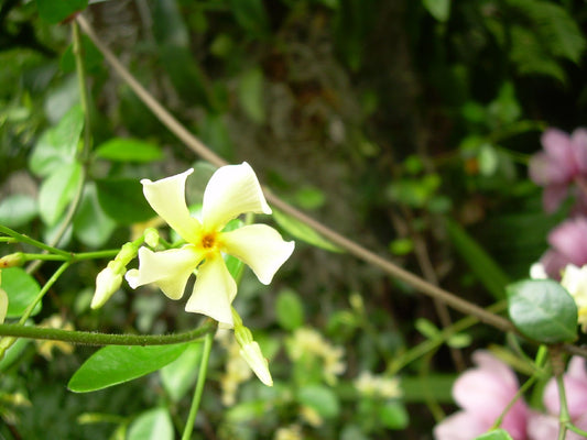 Jasmine Minima (Jasminum minima)