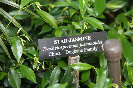 Confederate Jasmine (Trachelospermum jasminoides)