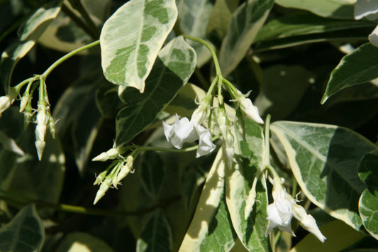 Variegated Confederate Jasmine (Trachelospermum jasminoides Variegatum)